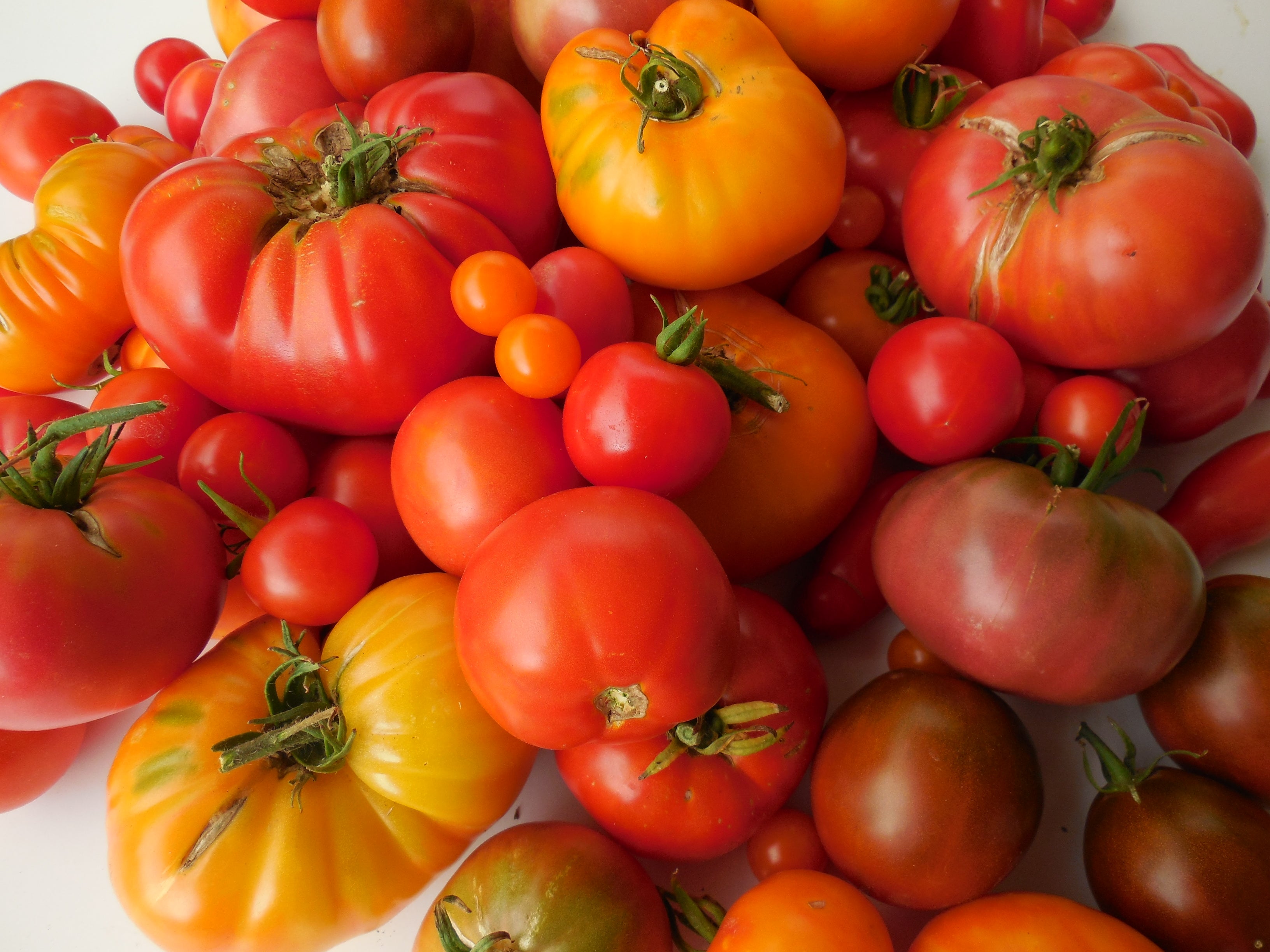 http://www.sandiaseed.com/cdn/shop/articles/044-tomatoes.JPG?v=1586295084