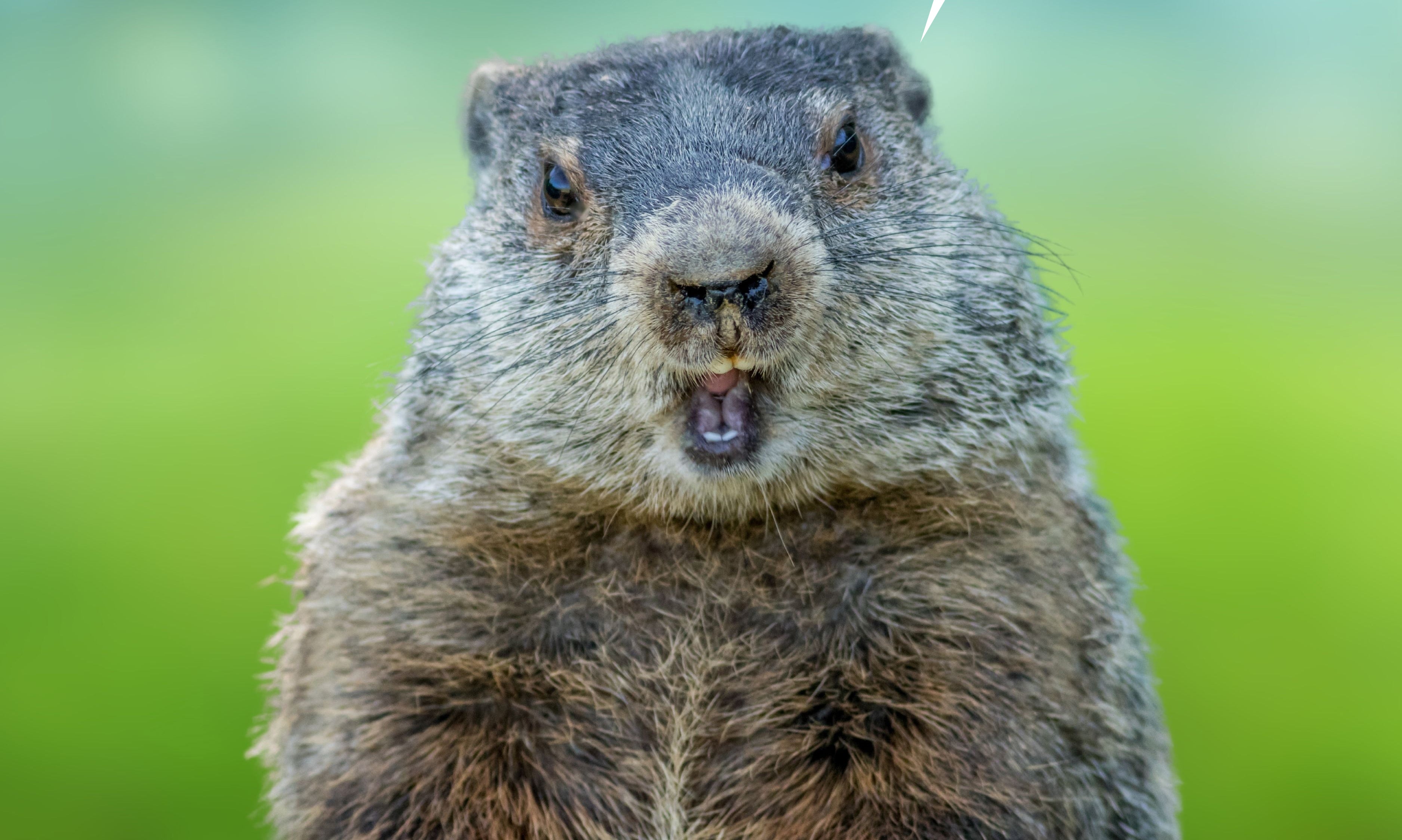 Happy Groundhog Day! $5 Off Seeds Sale – Sandia Seed Company