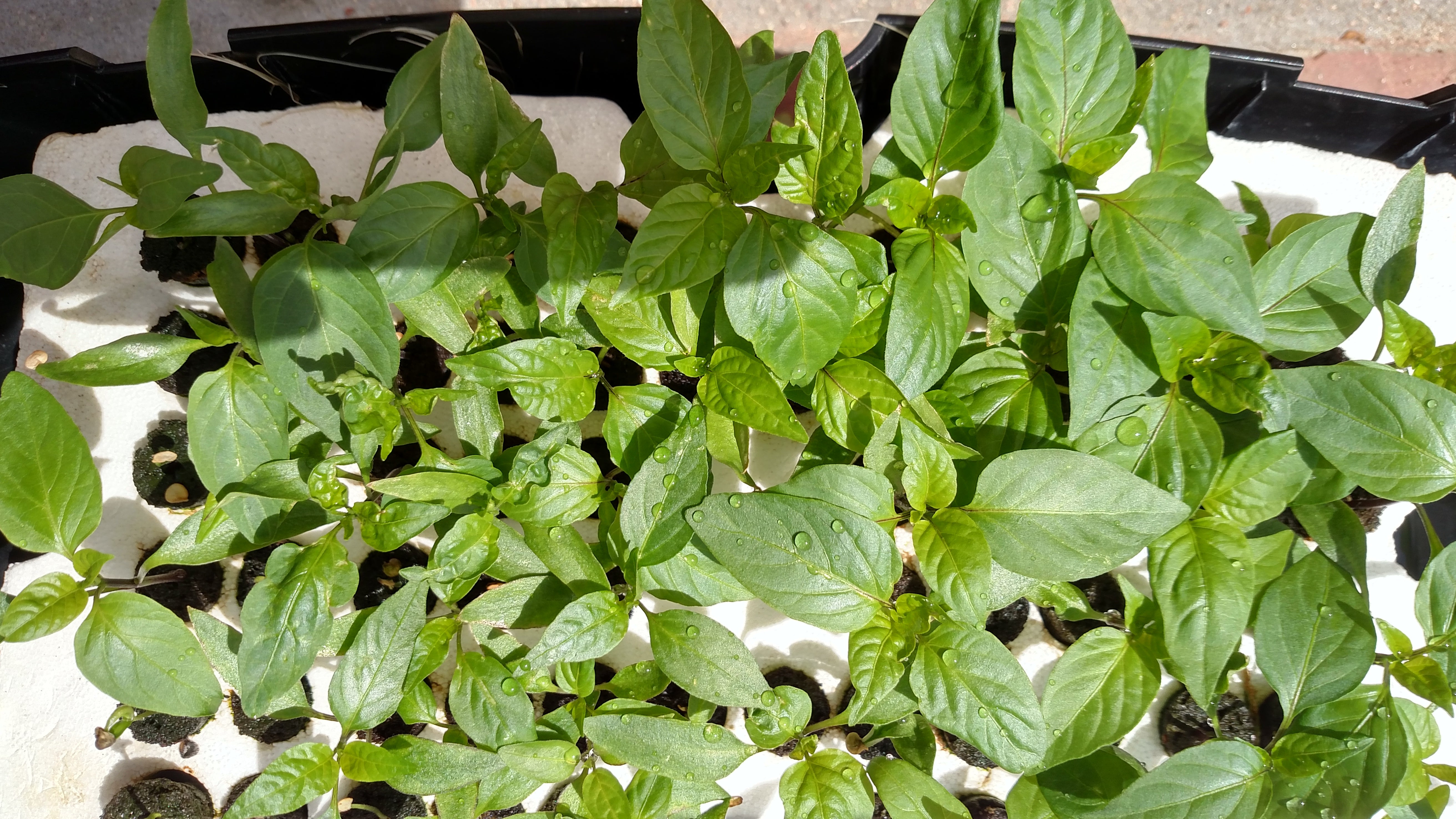 Can you put pepper plants together in one big pot? – Sandia Seed