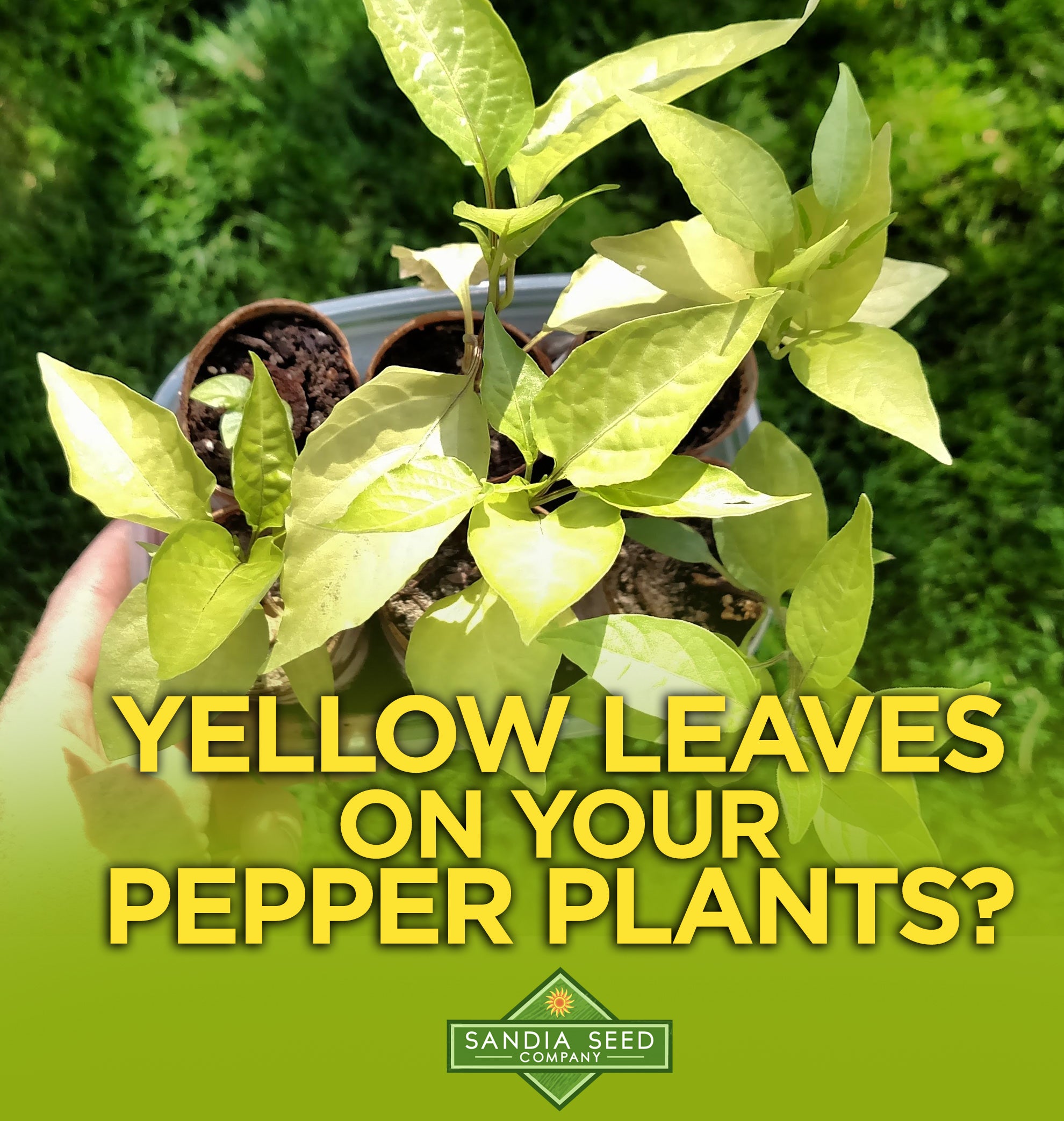 yellow pepper plant