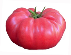 Brandywine, Pink Tomato – Mary's Heirloom Seeds