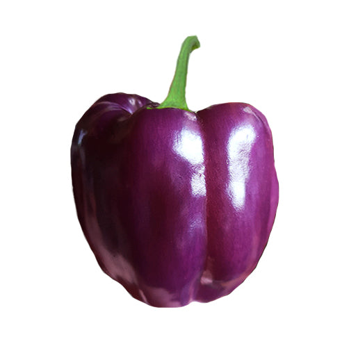 Black & Purple peppers: MINI BELL CHOCOLATE Sweet Pepper