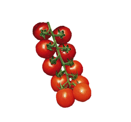 sweet 100 tomato