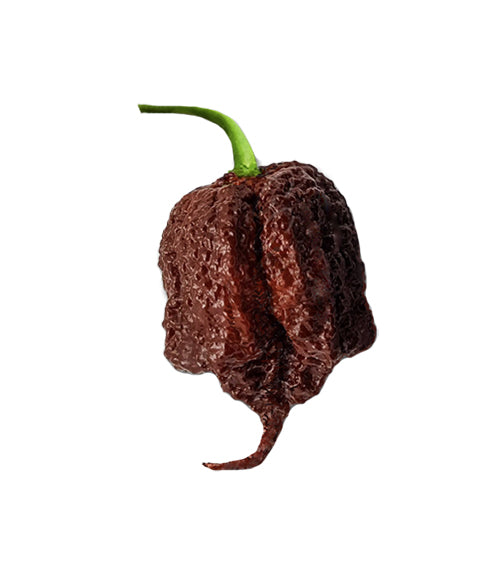 Carolina Reaper Chocolate Chili Pepper