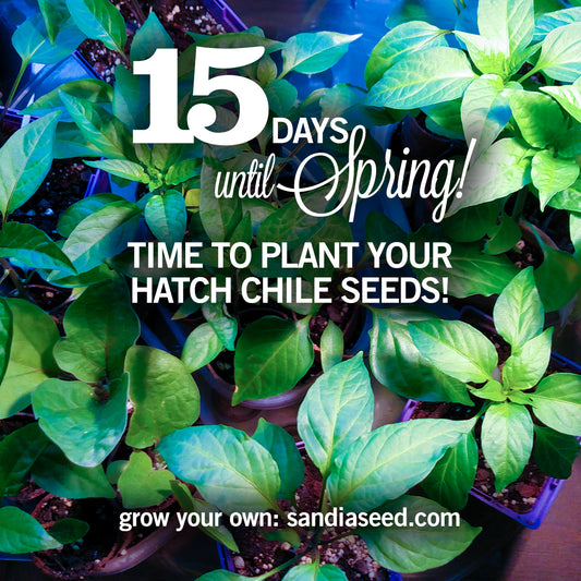 15 Days Until Spring – Time to Plant Hatch Chile Seeds!