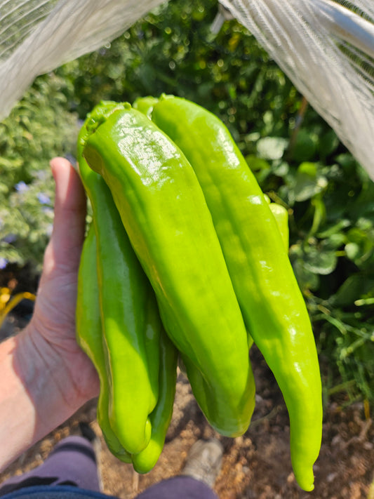 Does picking peppers make more grow?