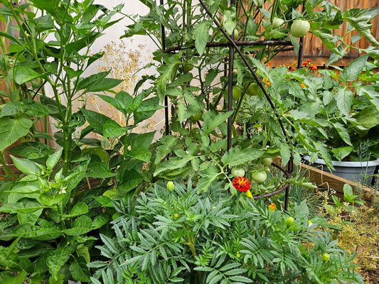 Companion Plants for Tomatoes and Peppers