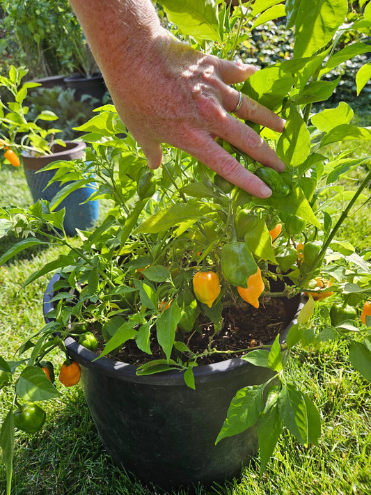 Growing Habaneros in Pots