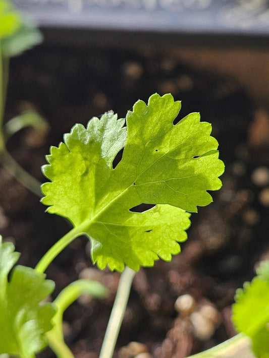 March Gardening