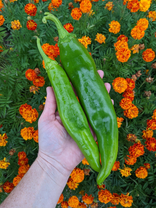 https://www.sandiaseed.com/cdn/shop/articles/Buckets-of-pepper-harvest-big-jims-green-chile-Oct-7-2022-Big-Jims-Marigolds-3_533x.jpg?v=1678049494