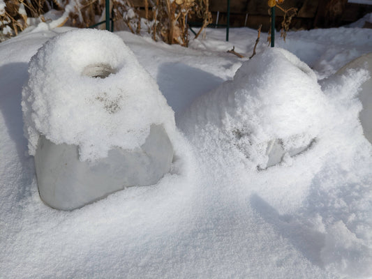 Growing seeds in winter - Winter Sowing in February