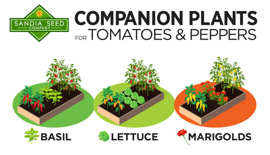 Companion Plants for Tomatoes and Peppers