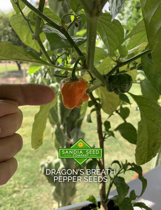 Dragon's Breath Pepper Seeds