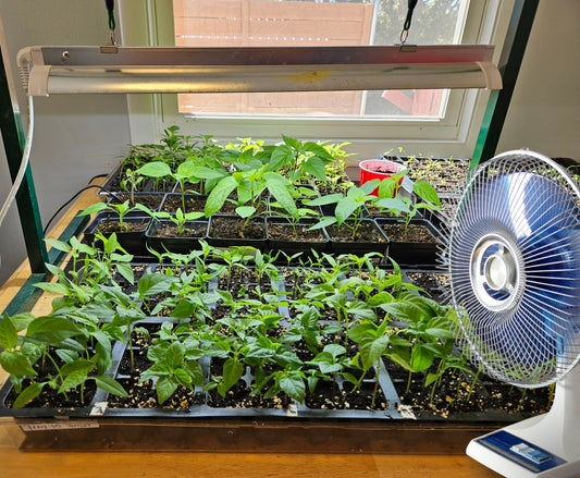 Fan for Seedlings