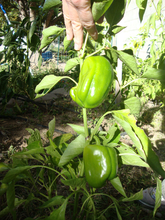 Top 15 questions about Bell Peppers