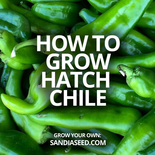 How to grow Hatch Chile