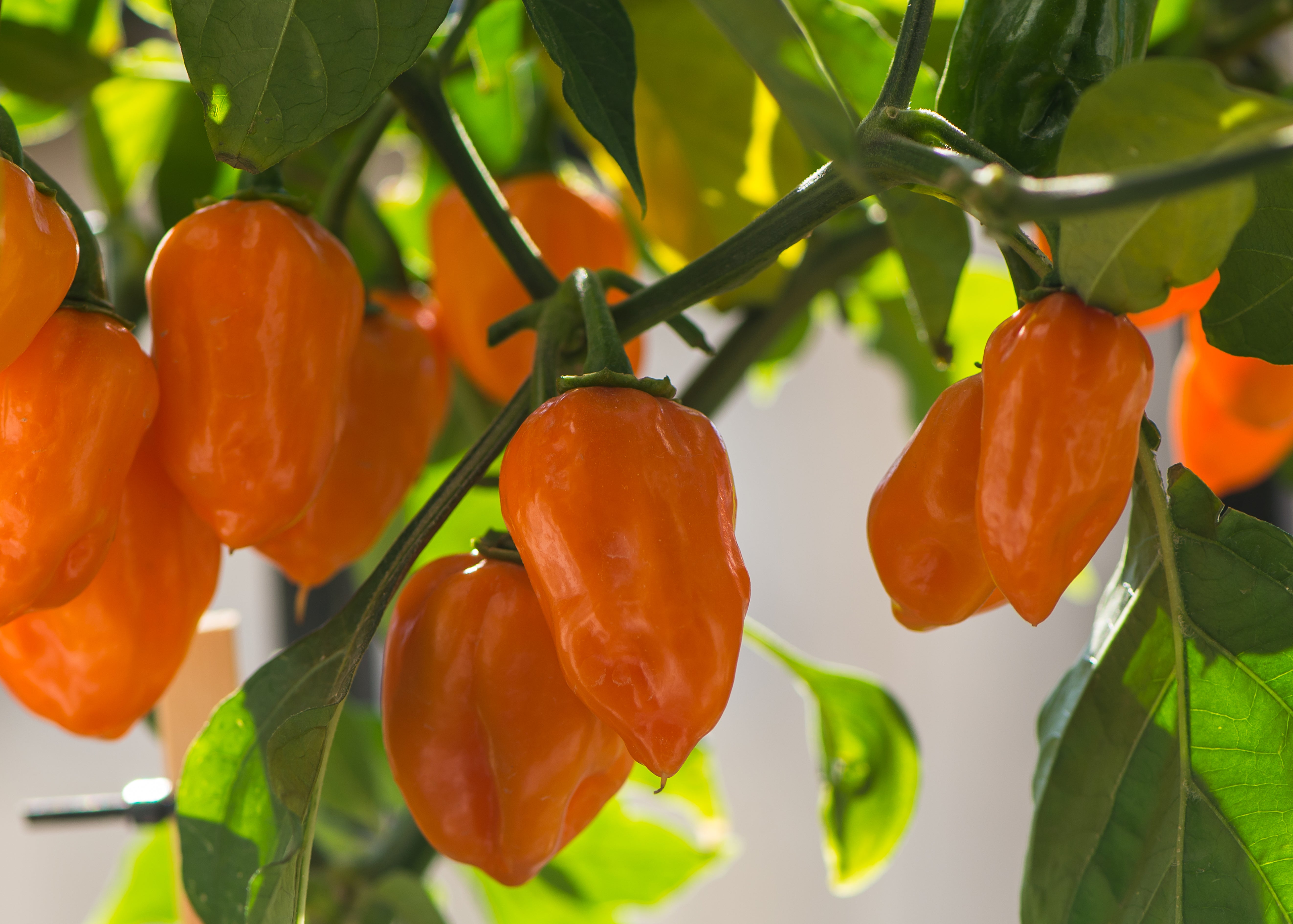 Can you grow habanero peppers from seeds? – Sandia Seed Company