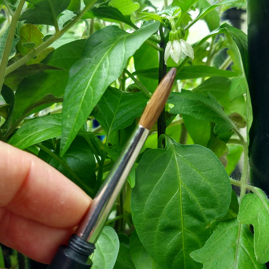 Hand Pollinate Peppers