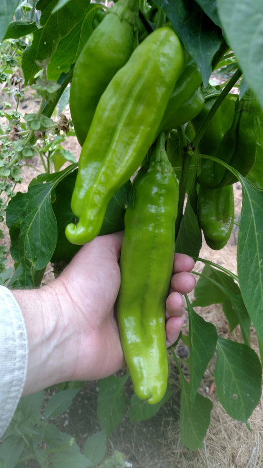 Green Finger Hot Chili Pepper (Jwala) - 8 oz
