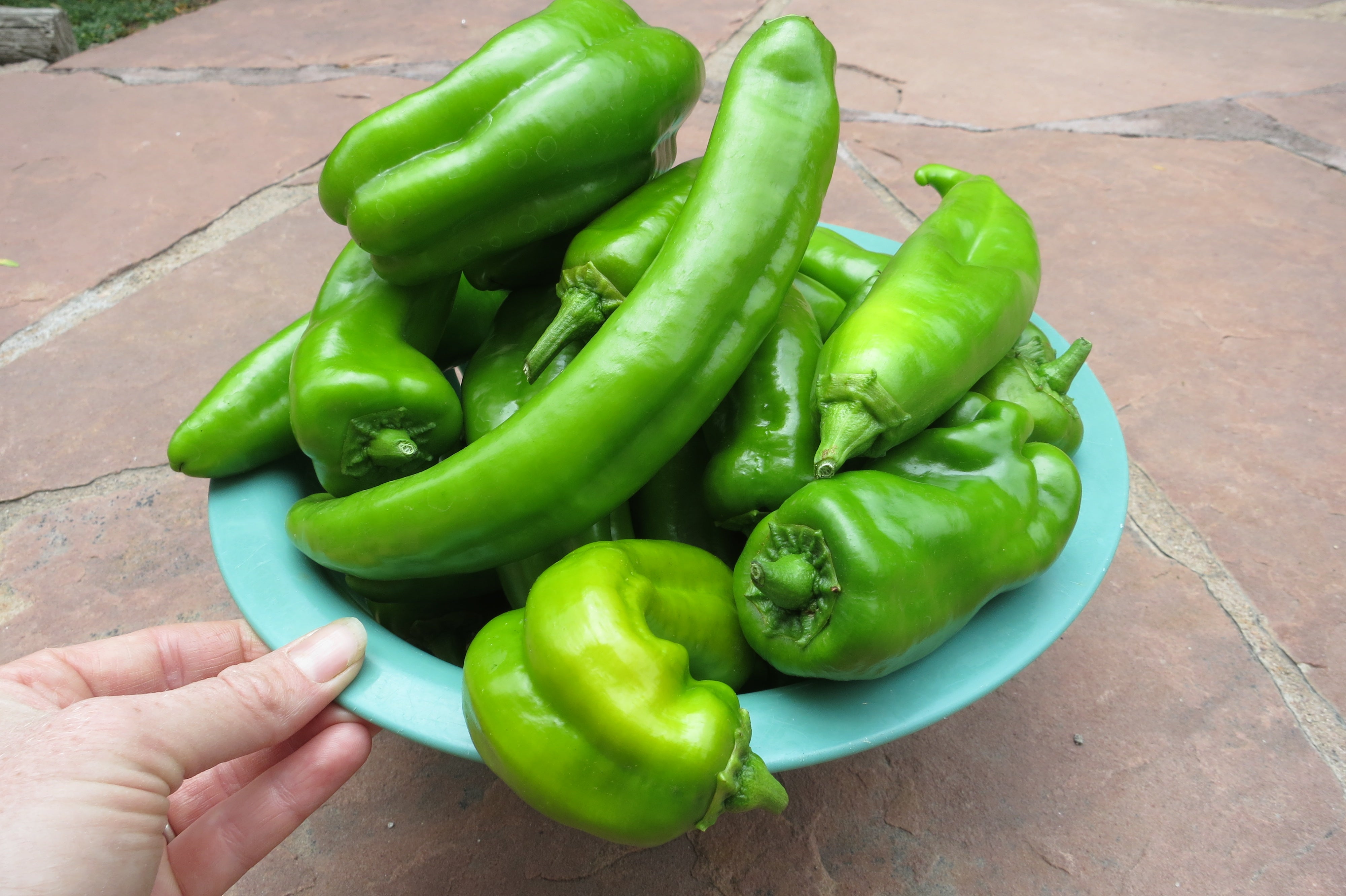 What Makes Hatch Chiles So Special? – Sandia Seed Company