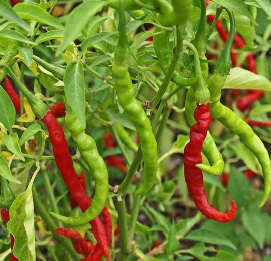 Hot Indian Peppers