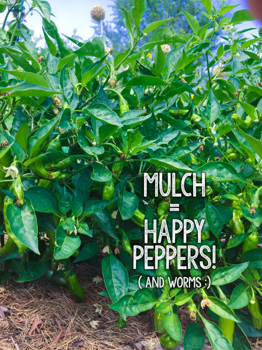 Mulching Peppers