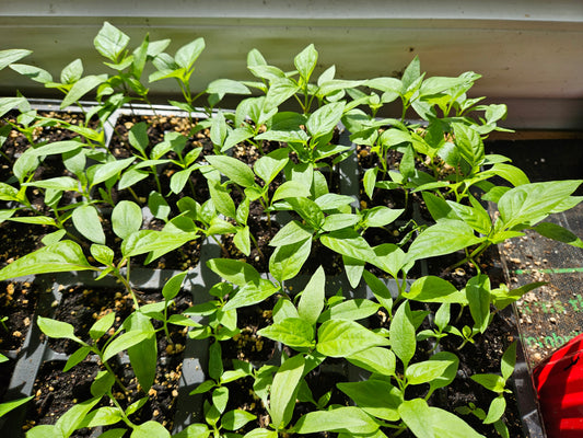 What is the best time plant pepper seeds?