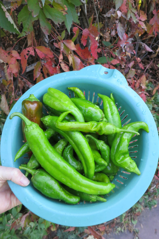 Fall Vegetable Garden Tips