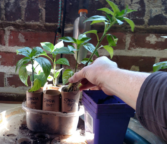 Toilet Paper Pots for Chile Peppers!