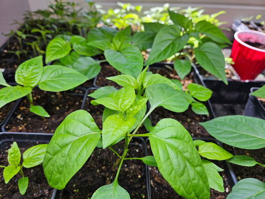 Growing Peppers from Seeds