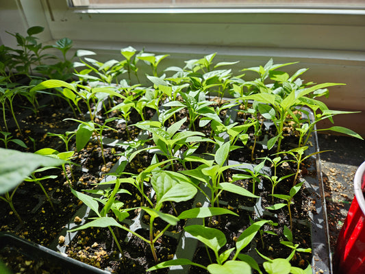 What month do you plant hot peppers?