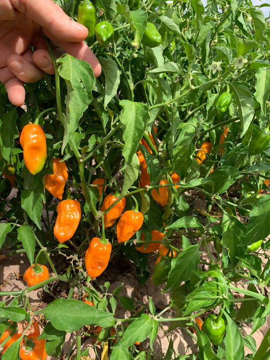 How long do Habanero Plants Live