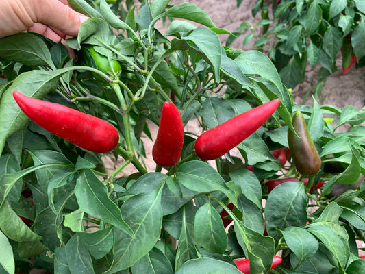 Colorado Peppers - The Mosco Pueblo Chile