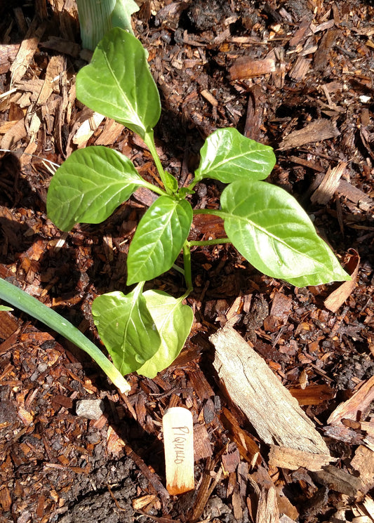 Best Mulch for Tomatoes and Peppers