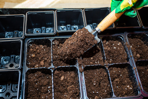 Seeds to plant in January