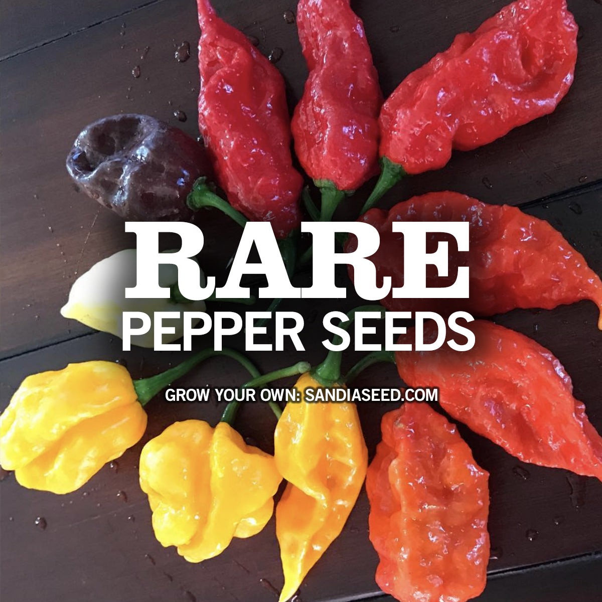 Rare Pepper Seeds – Sandia Seed Company