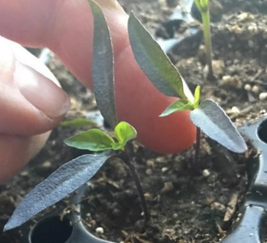 Weak Pepper Seedlings?