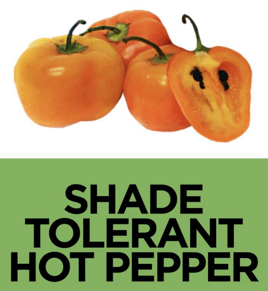 Shade Tolerant Peppers