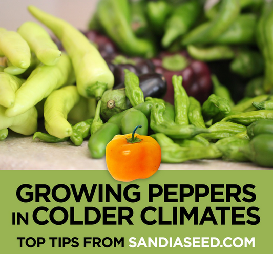 Growing Peppers in Cold Climates