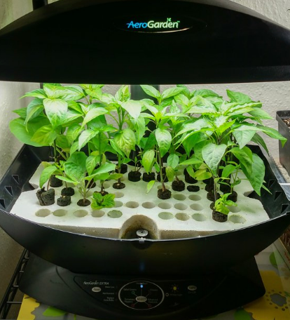 Growing Peppers Hydroponically