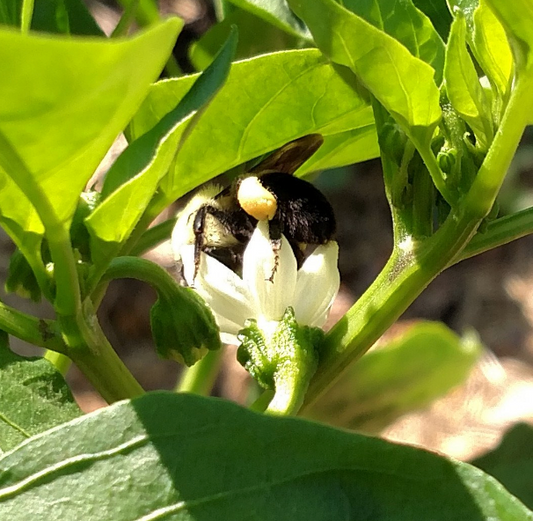 A Bumblebee Pollinating a Pepper Blossom