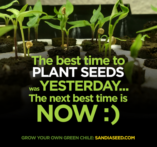 Can you put pepper plants together in one big pot? – Sandia Seed