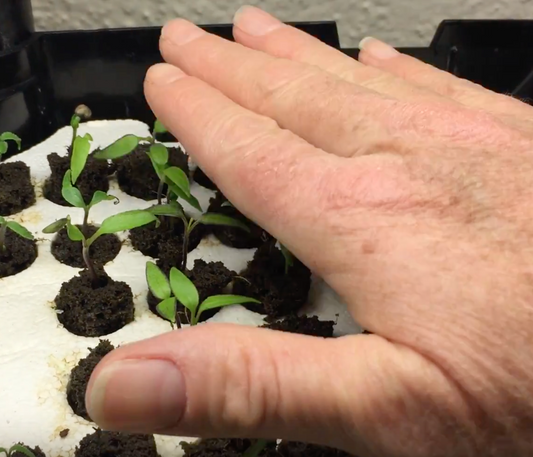 Pet your Pepper Seedlings