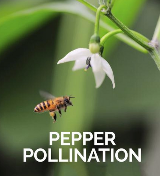 Pepper Pollination