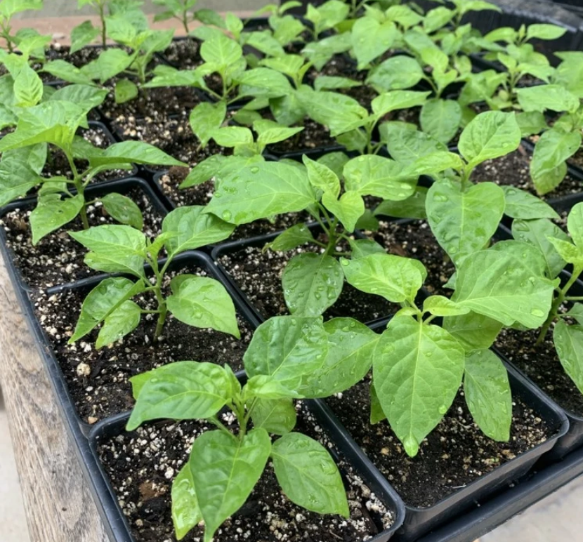 Growing Carolina Reaper Peppers - Part 2 – Sandia Seed Company