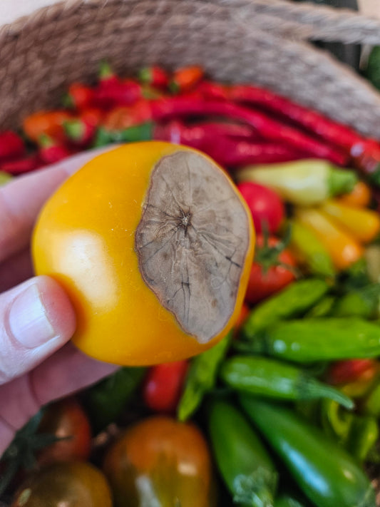 Why are my tomatoes rotten on the bottom?