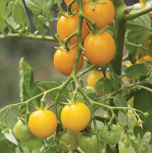 Growing Tomatoes in Pots