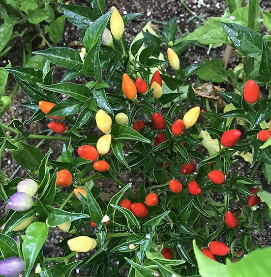 Best Ornamental Peppers