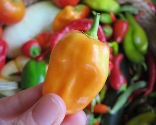 Types of Habaneros