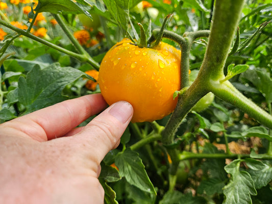 When to Pick Tomatoes